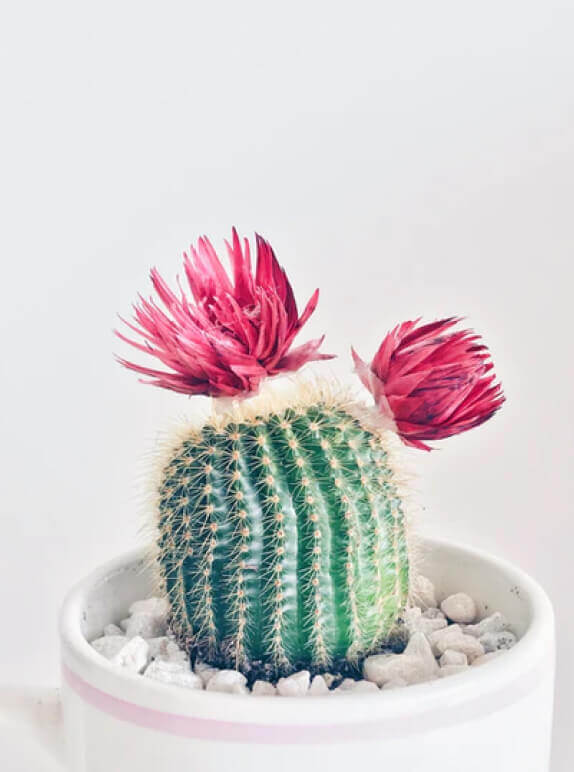 Pinky Cactus